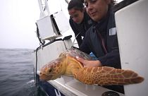 ECOMARE: Protecting marine biodiversity and providing care to injured animals