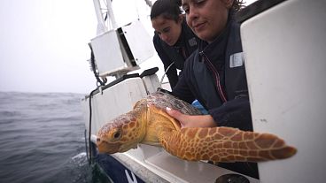 ECOMARE: el proyecto que cuida de la biodiversidad marina y ofrece cuidados a animales heridos
