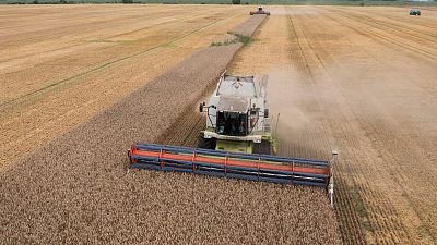 Harvesters collect wheat in the village of Zghurivka, Ukraine