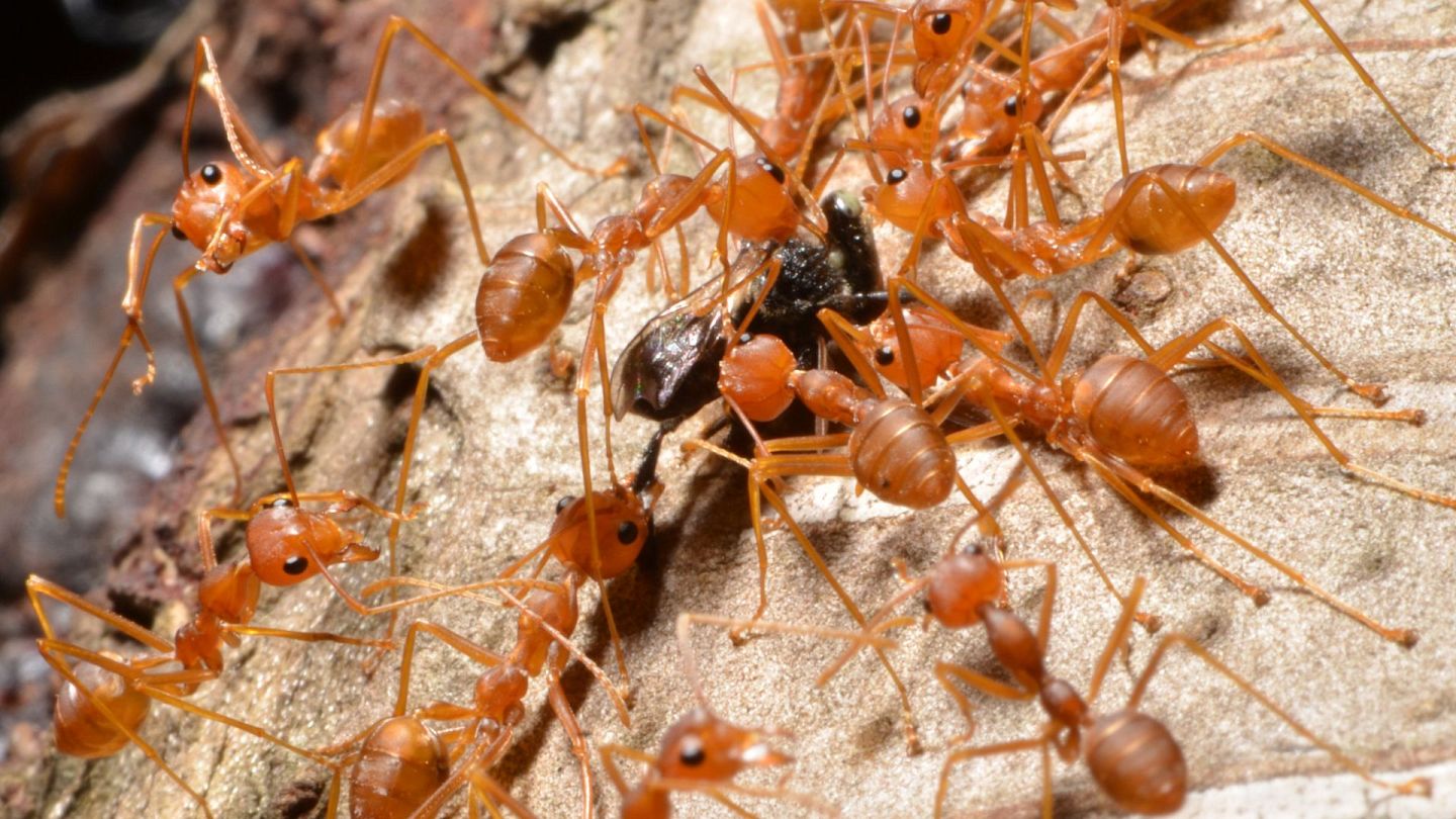 La fourmi de feu est agressive et sa piqûre est venimeuse