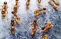 Red fire ants have become established in Europe for the first time.