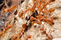 Красные огненные муравьи