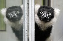 A black-and-white ruffed lemur watches out of an open window on a rainy day at the zoo in Duisburg, Germany, Wednesday, Aug. 2, 2023.