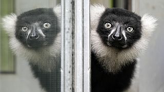 A black-and-white ruffed lemur watches out of an open window on a rainy day at the zoo in Duisburg, Germany, Wednesday, Aug. 2, 2023.