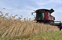 A Ucrânia é um dos maiores produtores de trigo e de milho do mundo e muitos países com baixos rendimentos dependem das suas exportações.