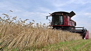 Die Ukraine ist einer der größten Weizen- und Maiserzeuger der Welt, und viele Länder mit niedrigem Einkommen sind von ihren Ausfuhren abhängig.
