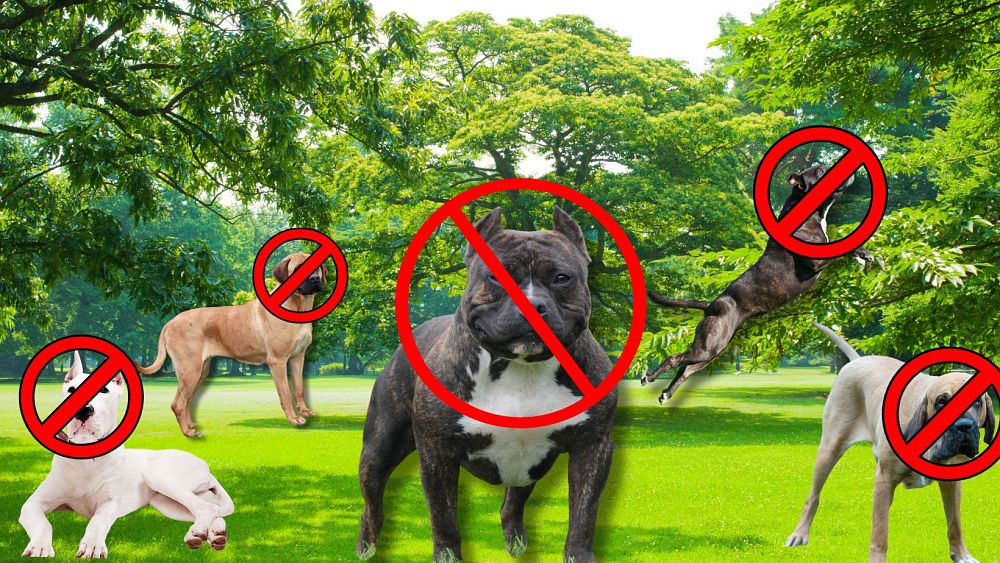 US XL mobbeforbud i Storbritannia: Hvilke farlige hunder er forbudt i Europa?