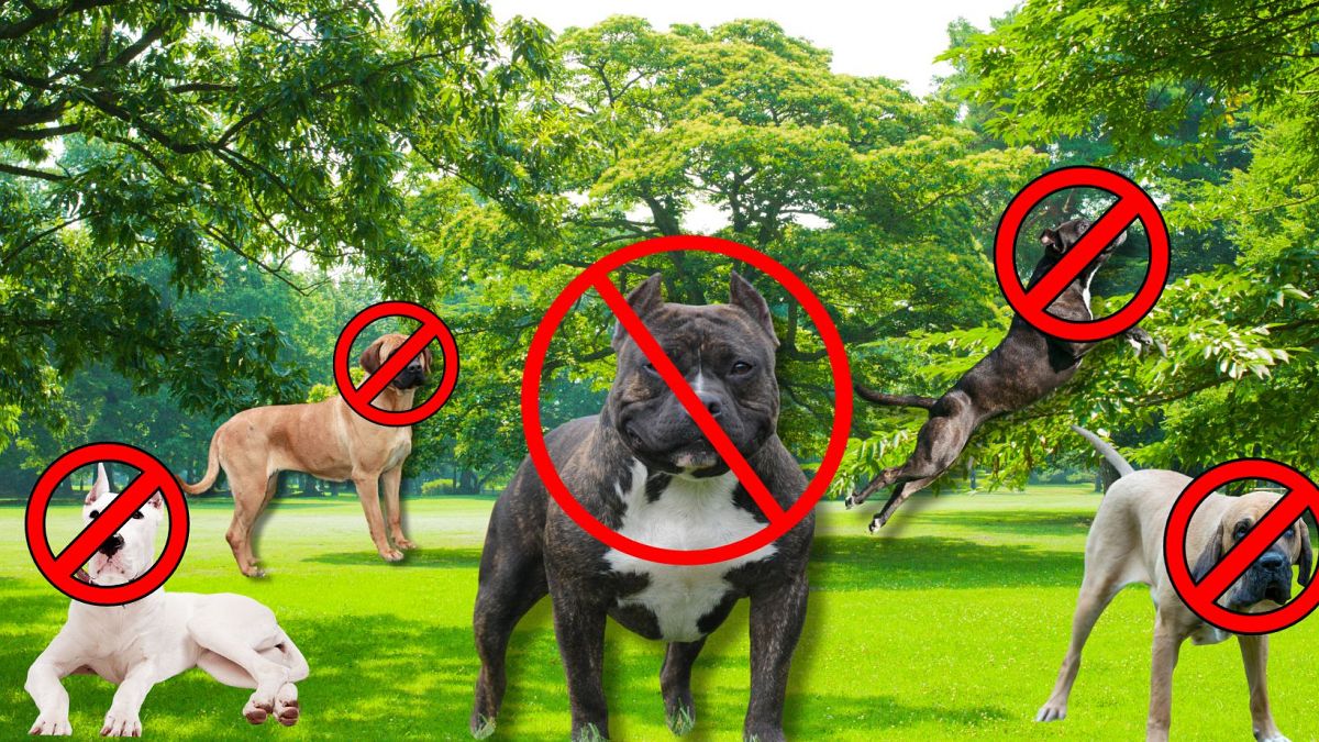 Betiltott brit kutyák: (L-R) Dogo Argentino, japán Tosa, amerikai XL Bully, Pit Bull Terrier és Fila Brasileiro