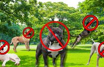 Betiltott brit kutyák: (L-R) Dogo Argentino, japán Tosa, amerikai XL Bully, Pit Bull Terrier és Fila Brasileiro