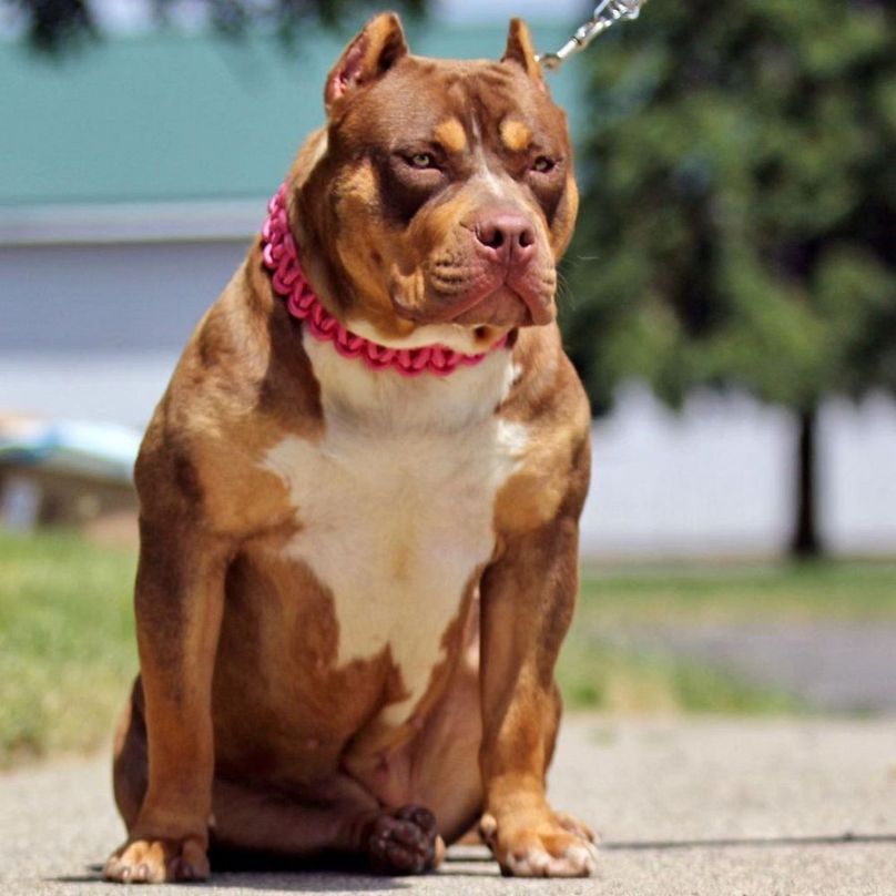 Britain Considers Banning American XL Bully Dogs After Attack On  Child—Here's What Experts Say About The Breed