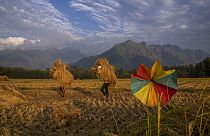 File: Several people carry harvested rice in a paddy field on the outskirts of Srinagar, Indian-controlled Kashmir. September 2022.