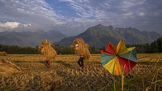 File: Several people carry harvested rice in a paddy field on the outskirts of Srinagar, Indian-controlled Kashmir. September 2022.