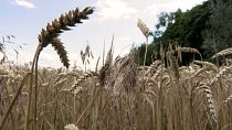 ЕС не стал продлевать запрет на ввоз зерна из Украины. Некоторые страны выступили против