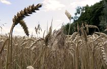 Céréales ukrainiennes: l'UE veut cesser les restrictions, Pologne et Hongrie résistent