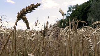 Die EU-Kommission beendet die umstrittenen Handelsbeschränkungen für ukrainische Getreideprodukte