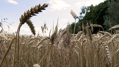 Céréales ukrainiennes: l'UE veut cesser les restrictions, Pologne et Hongrie résistent