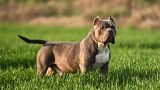 American Bully XL