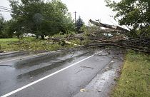Ein umgestürzter Baum in Fredericton