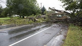 Πολλές πτώσεις δέντρων στις πληγείσες περιοχές