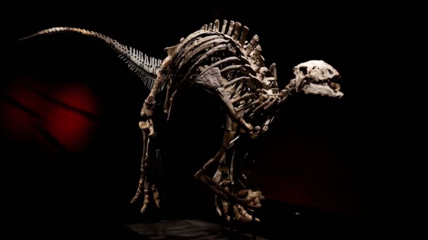Deux squelettes de dinosaures vendus à plus de 1,4 million d'euros chacun à  Paris