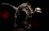 Le dinosaure Barry pourrait être vendu jusqu'à 1,2 million d'euros. 