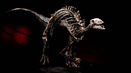 Dinosaurier unterm Hammer: Auktion von "Barry" soll gigantische Summe einbringen