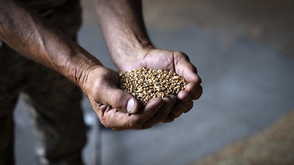 Ukraine sues Poland, Hungary and Slovakia over unilateral grain bans
