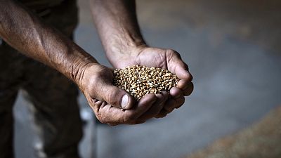 Os cereais ucranianos são uma exportação crucial para a economia