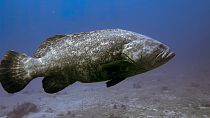 أسماك الهامور الأطلسية العملاقة تسبح بالقرب من شاطئ بوينتون، فلوريدا في 10 سبتمبر 2023