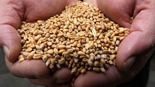 Bulgária levantou a proibição à importação de cereais ucranianos