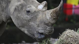 S.A: rhinos at world largest farm to be released in protected areas across Africa