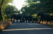 هجرة الأفيال من متنزه زيمباركس