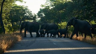 هجرة الأفيال من متنزه زيمباركس