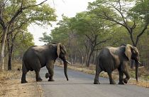 Piccola mandria di elefanti