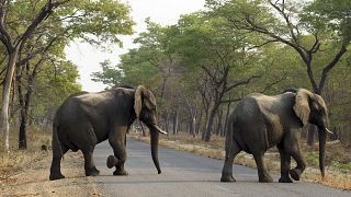 Zimbabwe : les éléphants migrent vers le Botswana à la recherche d'eau