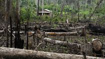 Des arbres gisent dans une zone déboisée devant une maison de la réserve extractive Chico Mendes, à Xapuri, dans l'État d'Acre, au Brésil, le 6 décembre 2022.