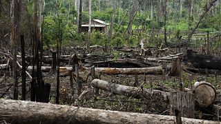 Alberi giacciono in un'area disboscata di fronte a una casa nella Riserva Estrattiva Chico Mendes, a Xapuri, nello Stato di Acre, Brasile, 6 dicembre 2022.