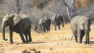 Vándorló elefántok Zimbabwéban
