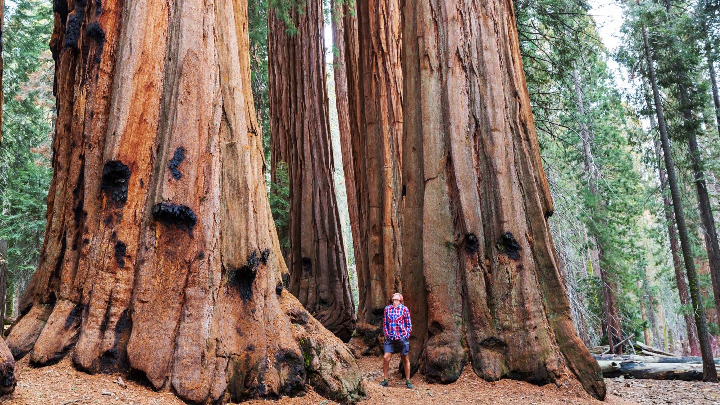 This homegrown tree planting scheme wants to tackle carbon