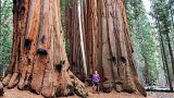 Giant sequoia trees are the largest in the world. This organisation wants to plant them in the UK. 