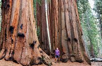 Giant sequoia trees are the largest in the world. This organisation wants to plant them in the UK. 