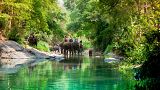 The sale and advertising of some animal tourism abroad will be banned under the new law. 