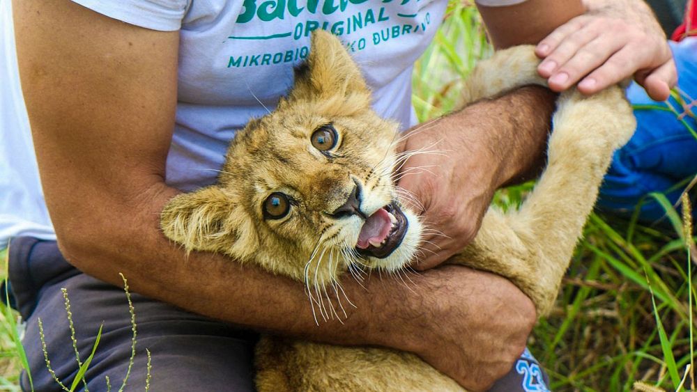Контрабанда на диви животни: Защо това „недохранено“ лъвче беше открито край път в Сърбия?