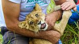 A man holds a months-old lion cub after it was found wandering on a local road near Subotica, Serbia, 21 September 2023.