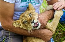 Ein Mann hält ein einmonatiges Löwenjunges, das auf einer Straße in der Nähe von Subotica, Serbien, gefunden wurde (21\. September 2023).
