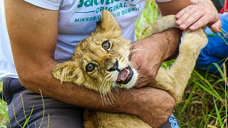 Um homem segura uma cria de leão com meses de idade depois de ter sido encontrada a vaguear numa estrada local perto de Subotica, na Sérvia, a 21 de setembro de 2023.