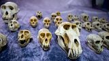 392 primate skulls were seized at Roissy Charles-de-Gaulle airport in seven months.