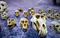 392 crânes de primates ont été saisis à l'aéroport de Roissy Charles-de-Gaulle en sept mois.