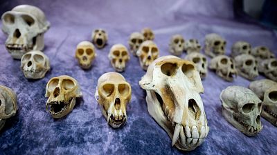 392 crânes de primates ont été saisis à l'aéroport de Roissy Charles-de-Gaulle en sept mois.