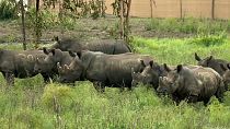 حيوانات وحيد القرن في إفريقيا 